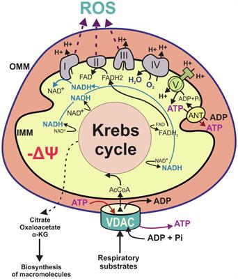 VDAC Modulation of Cancer Metabolism: Advances and Therapeutic Challenges